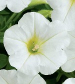 Петуния Лителтаниа Блю Веин